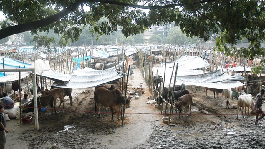 Security tightened at cattle markets in capital ahead of Eid