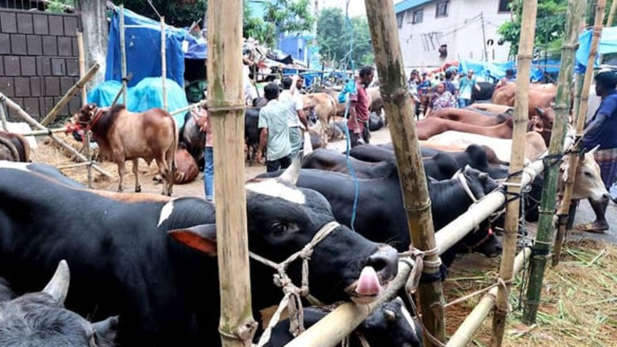 DSCC to deploy over 10,000 cleaners to remove animal waste