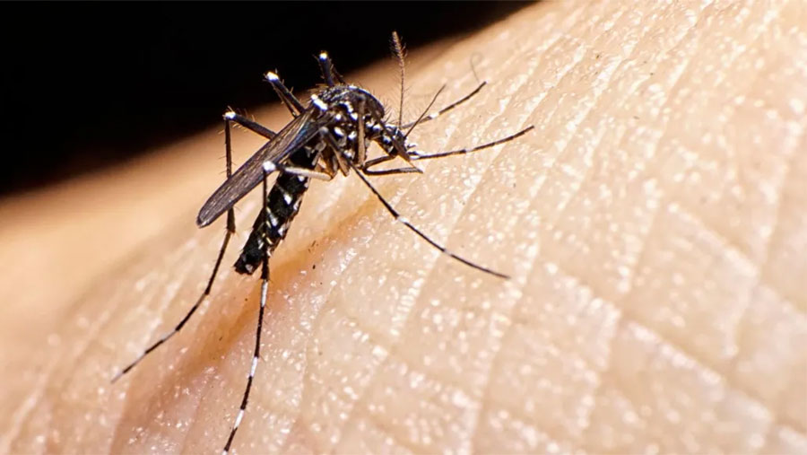 DSCC to double insecticide to prevent Aedes